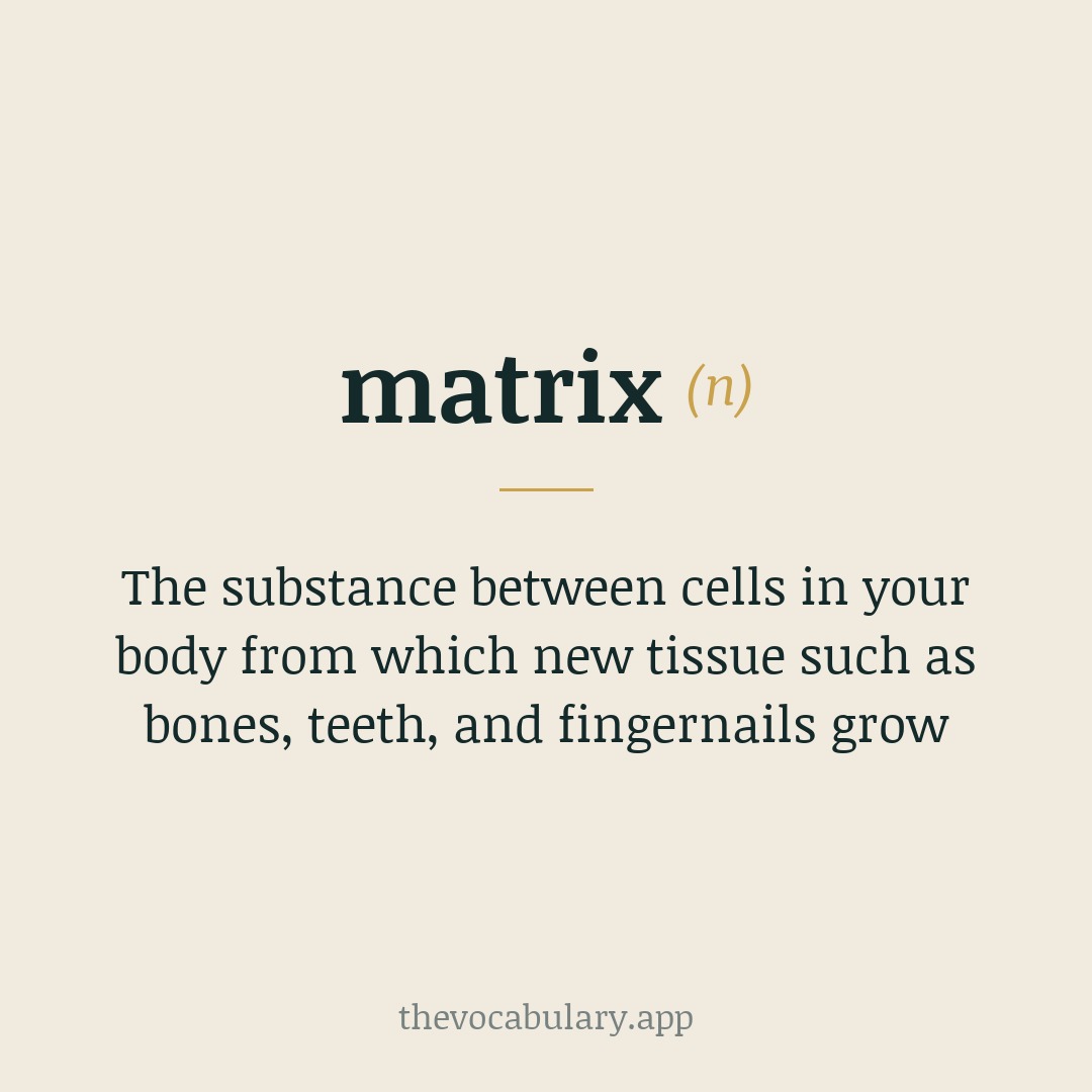 The substance between cells in your body from which new tissue such as bones, teeth, and fingernails grow — From Latin, derived from matr-, mater meaning 'mother,' originally referring to a breeding female or parent plant.