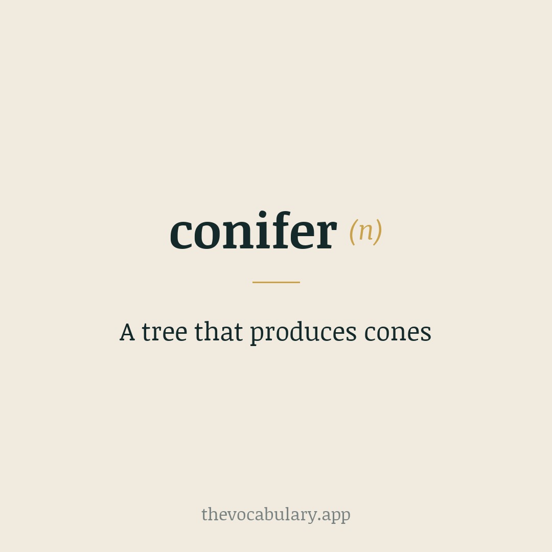 A tree that produces cones — From Latin conus “cone” + ferre “to bear”, meaning “cone-bearing” tree.
