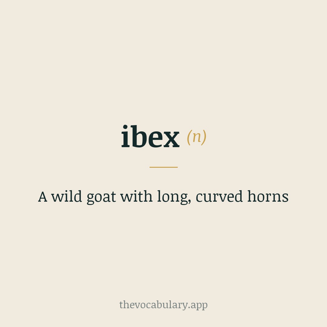 A wild goat with long, curved horns — From Latin 'ibex', likely of pre-Latin Alpine origin.