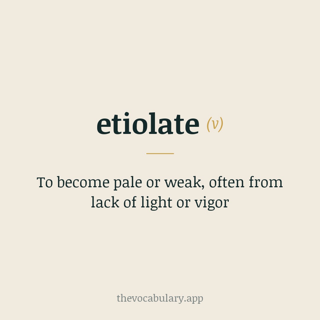To become pale or weak, often from lack of light or vigor — From French 'étioler', meaning 'to make pale'.