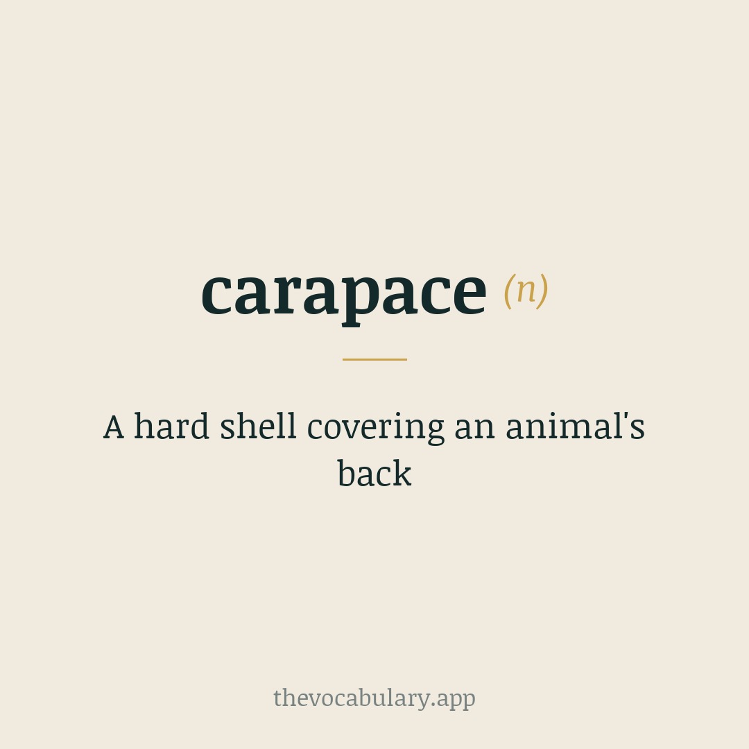 A hard shell covering an animal's back — From French, derived from Spanish 'carapacho'.