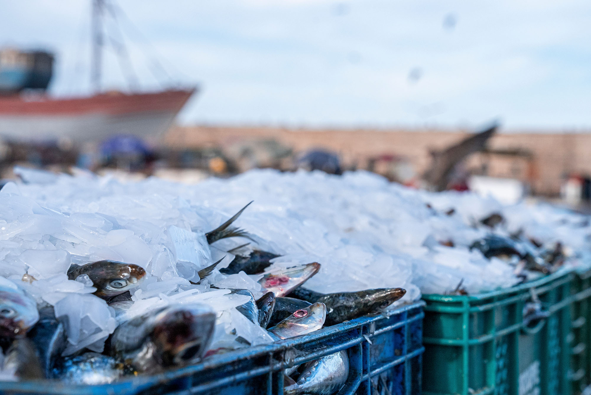 Fresh fish covered in crushed ice in blue and green plastic crates at a dock with a blurred boat in the background.