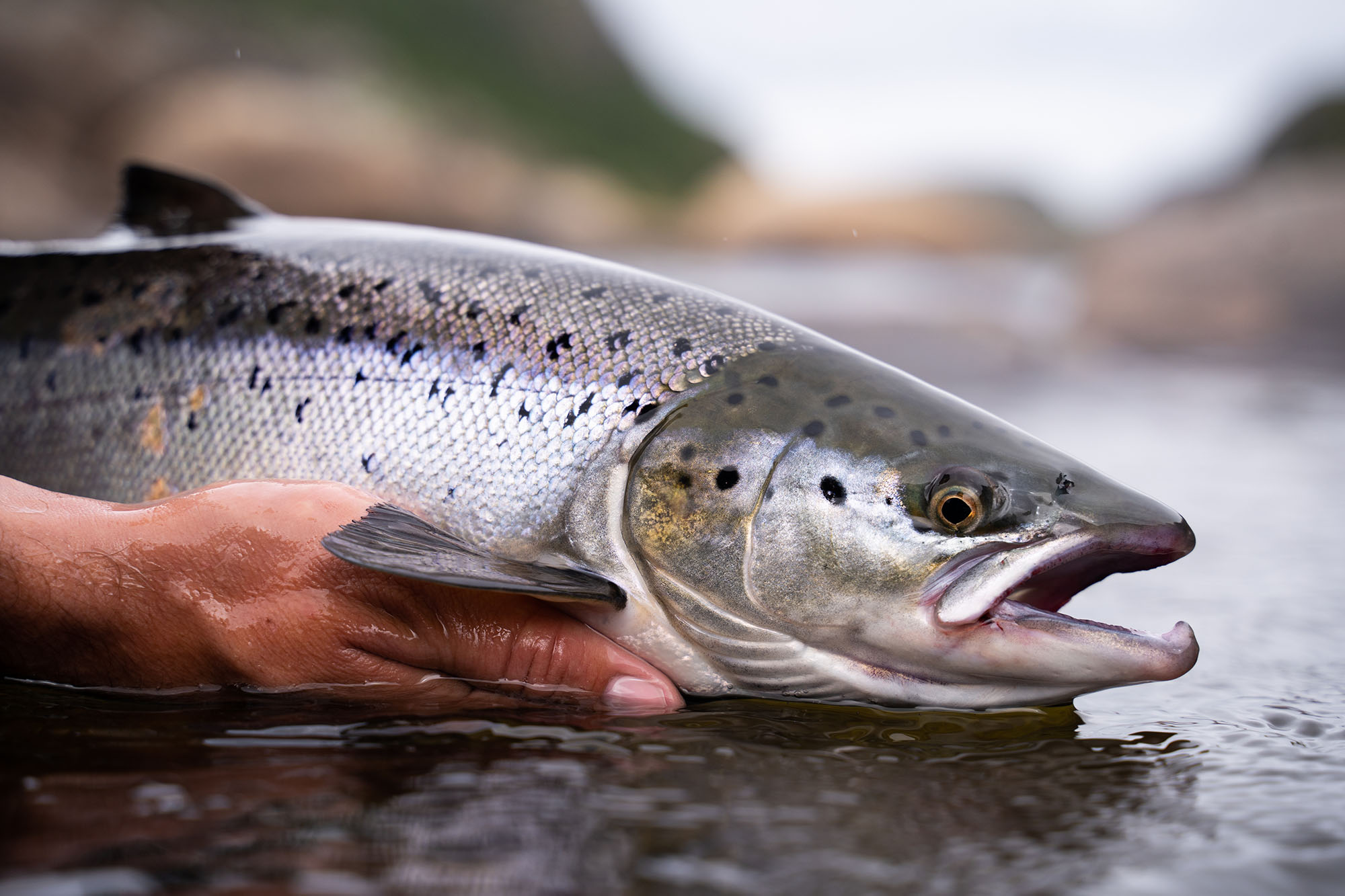 Close-up of a person holding a silver fish with black spots partially submerged in water.