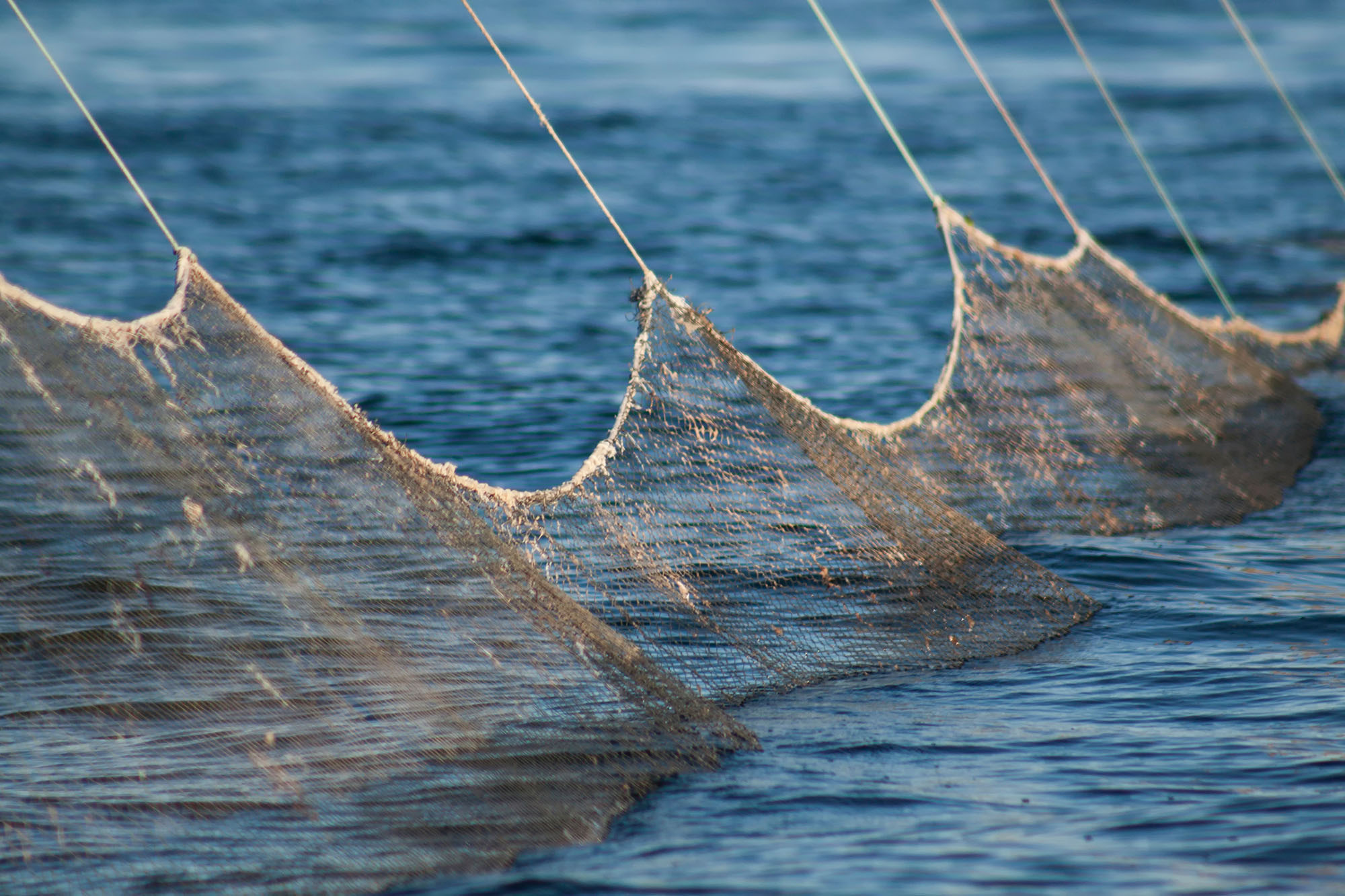 Fishing nets suspended in blue water with sunlight highlighting their mesh texture.