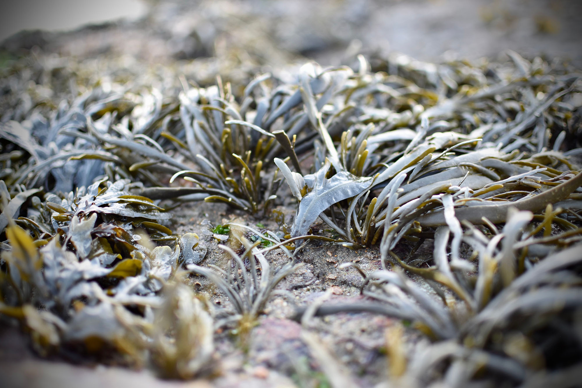 Close-up of brown and gray seaweed on wet sandy ground with soft focus background.