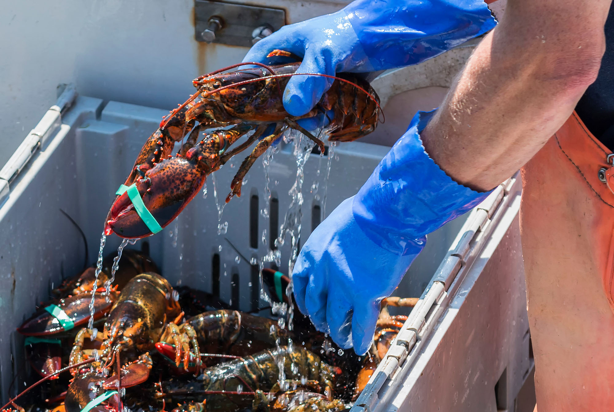 Close-up of a person wearing blue gloves holding a live lobster with water dripping into a container filled with other lobsters.