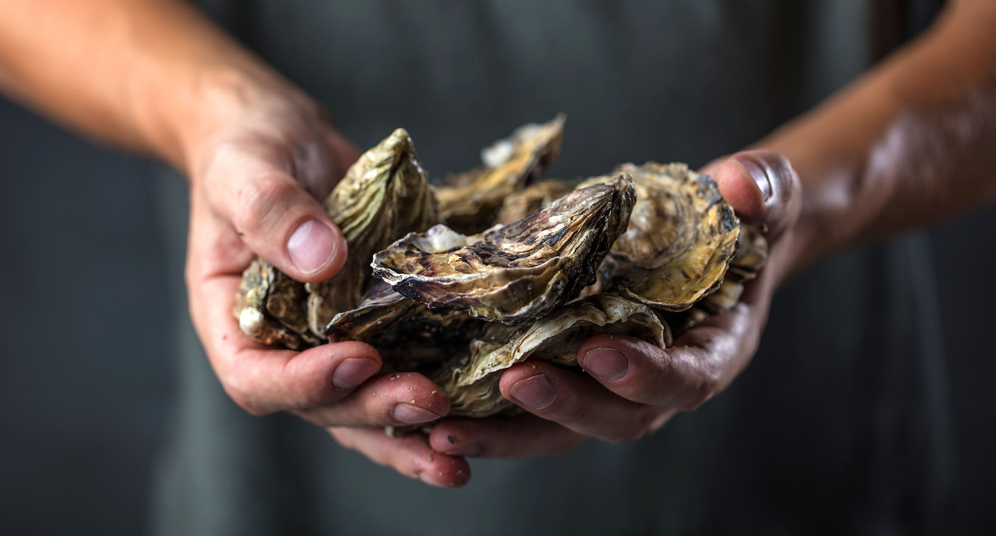 Close-up of hands holding a handful of oyster shells with a blurred dark background.