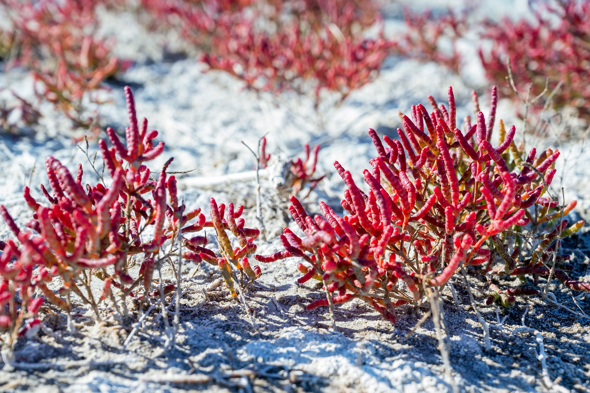 Close-up of red succulent plants growing in sandy soil under bright sunlight.