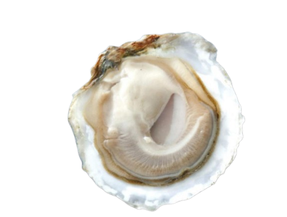 Platte Zeeuwse oester