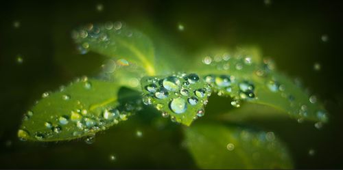 Kategori - Nære på