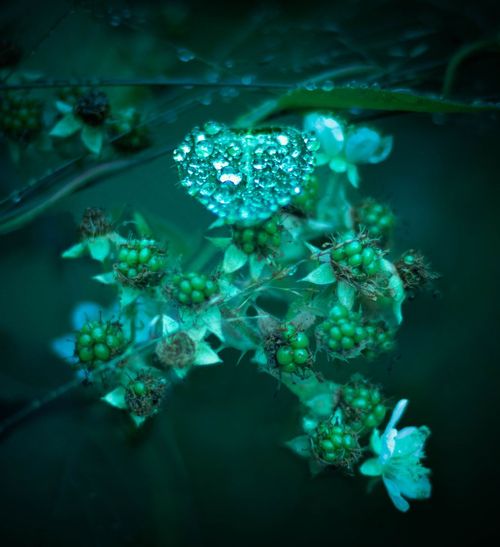 Kategori - Nære på