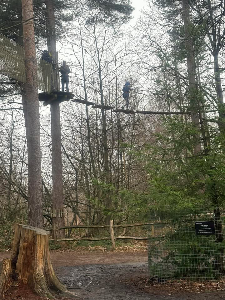 A Morning in the Treetops