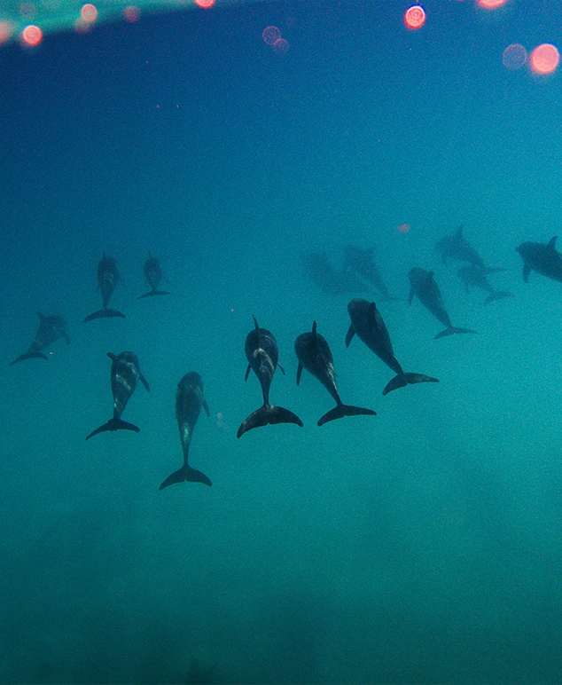 Kite Safari on the Red Sea  