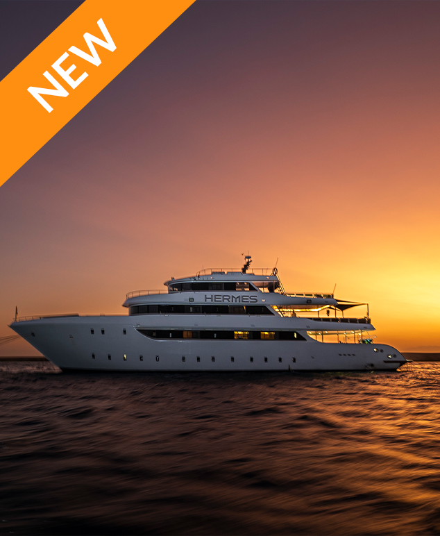 Kite Safari on the Red Sea     