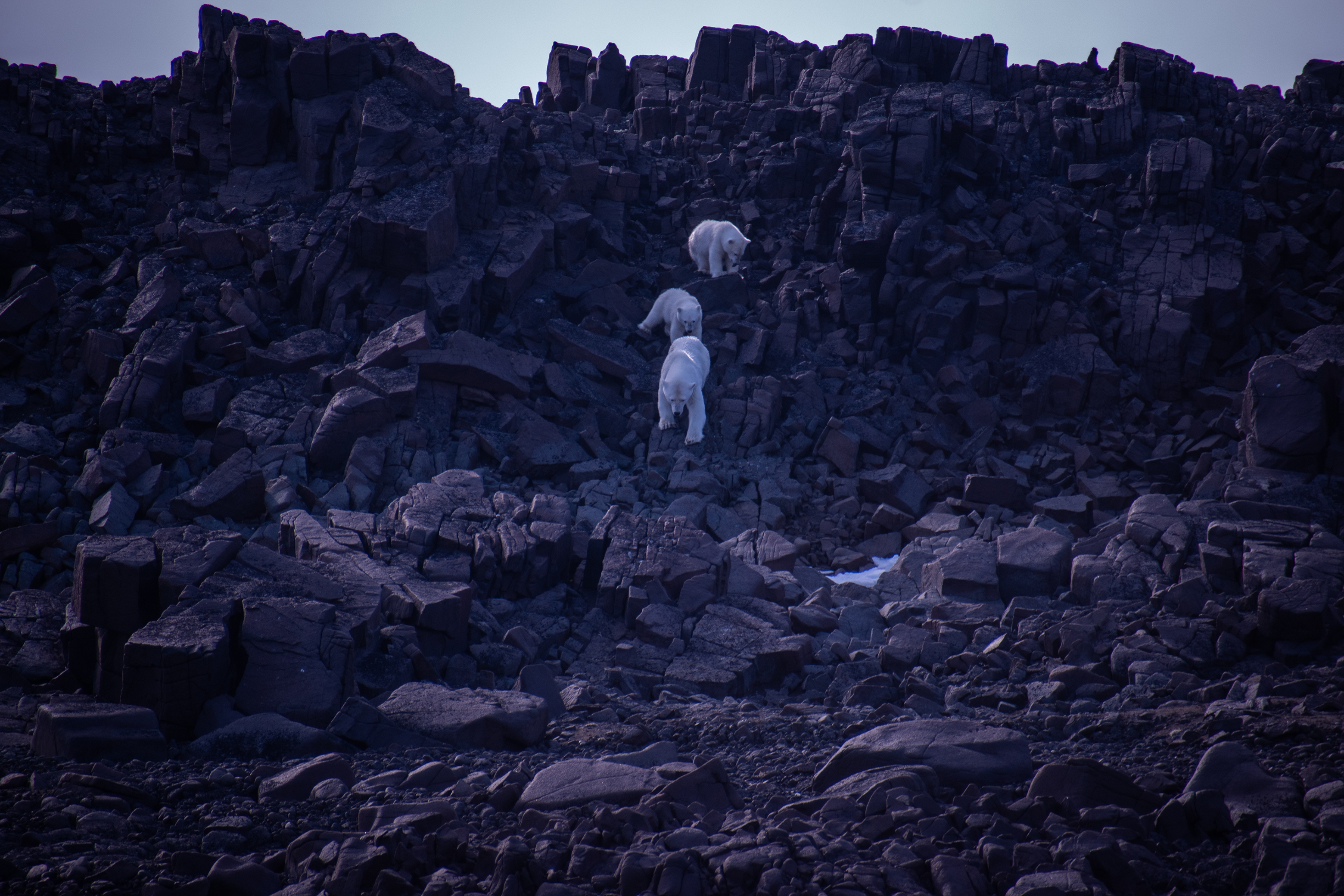 A polar bear on the rocky Svalbard shore