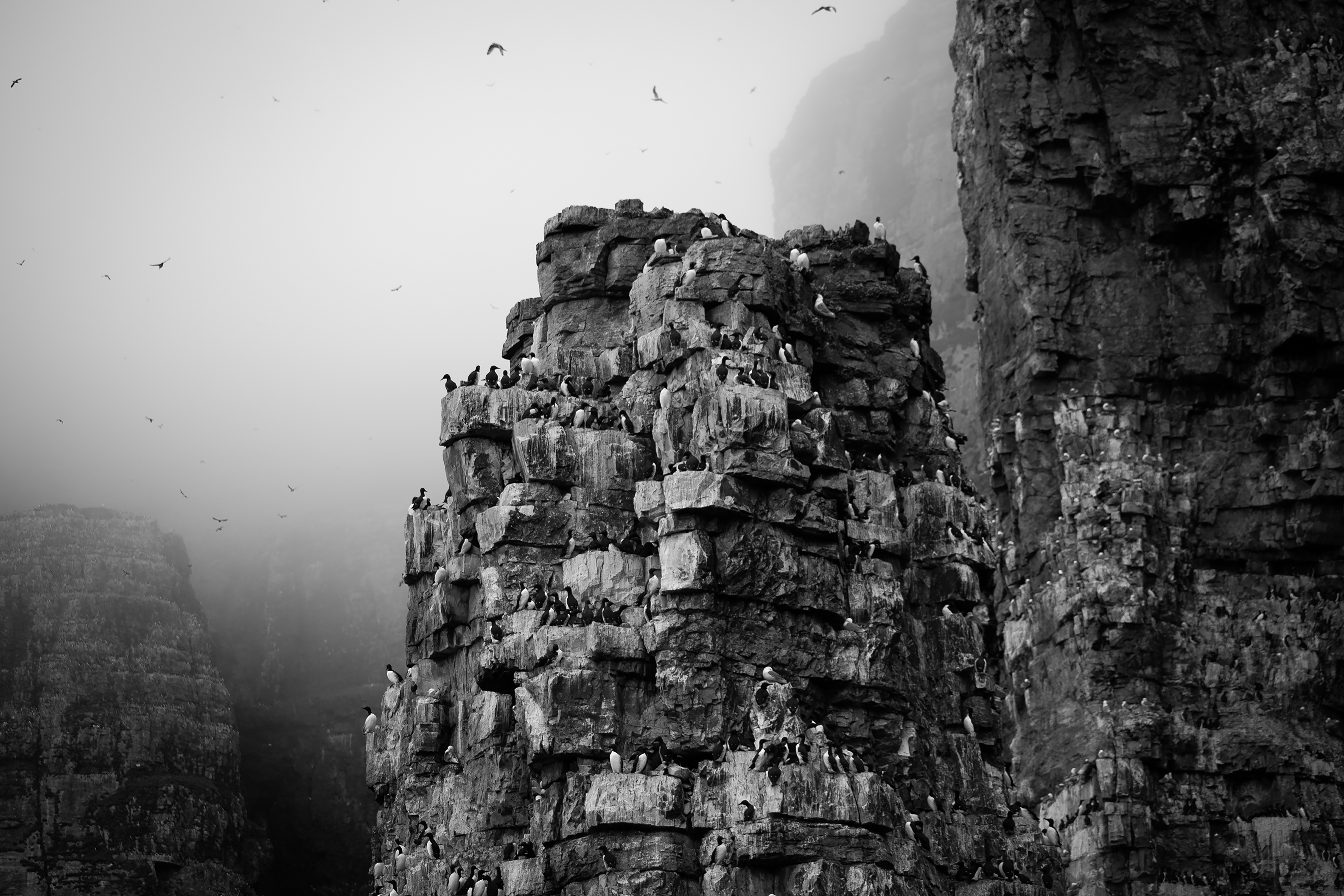 The seabird cliffs of Bear Island