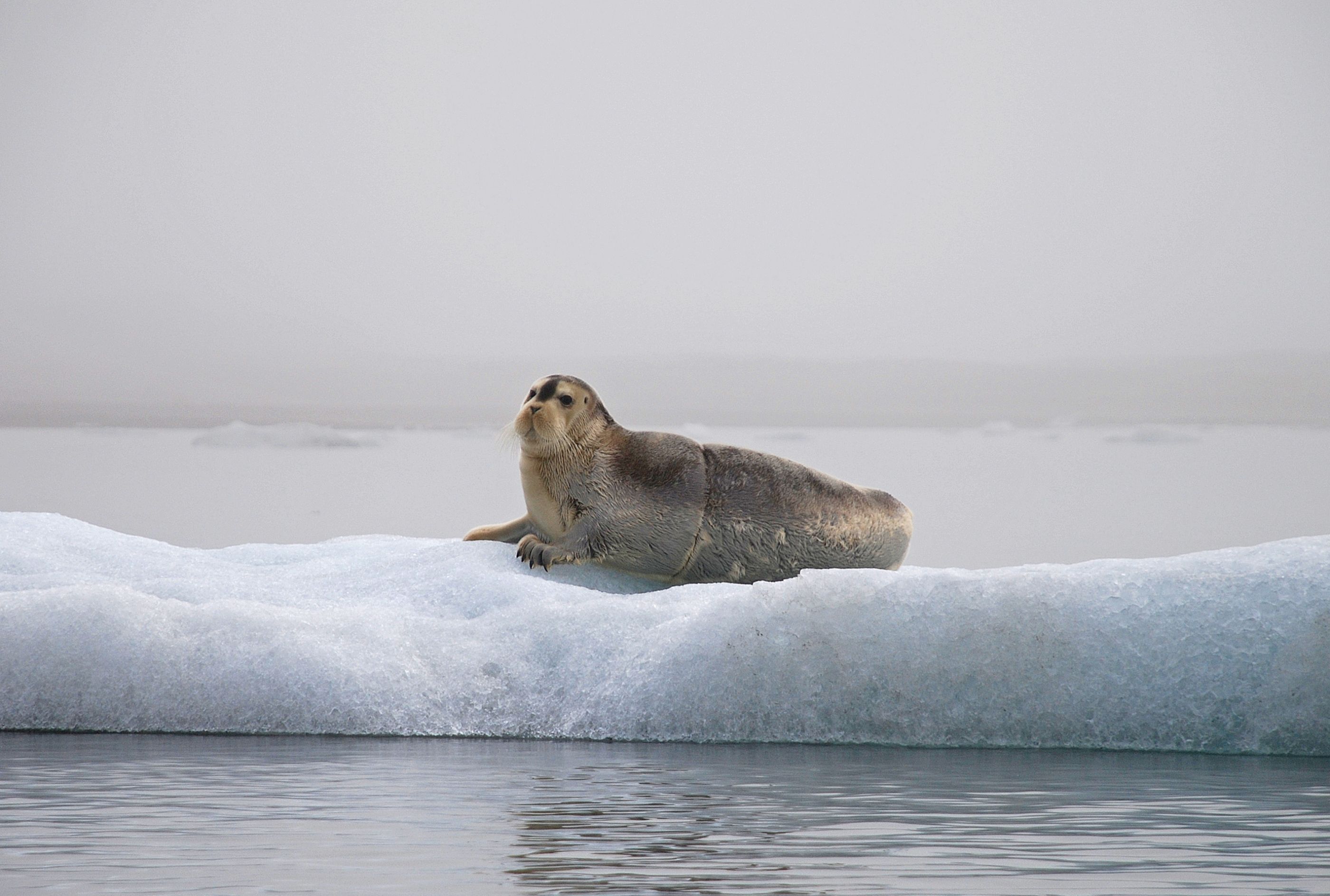 A bearded seal resting on the ice