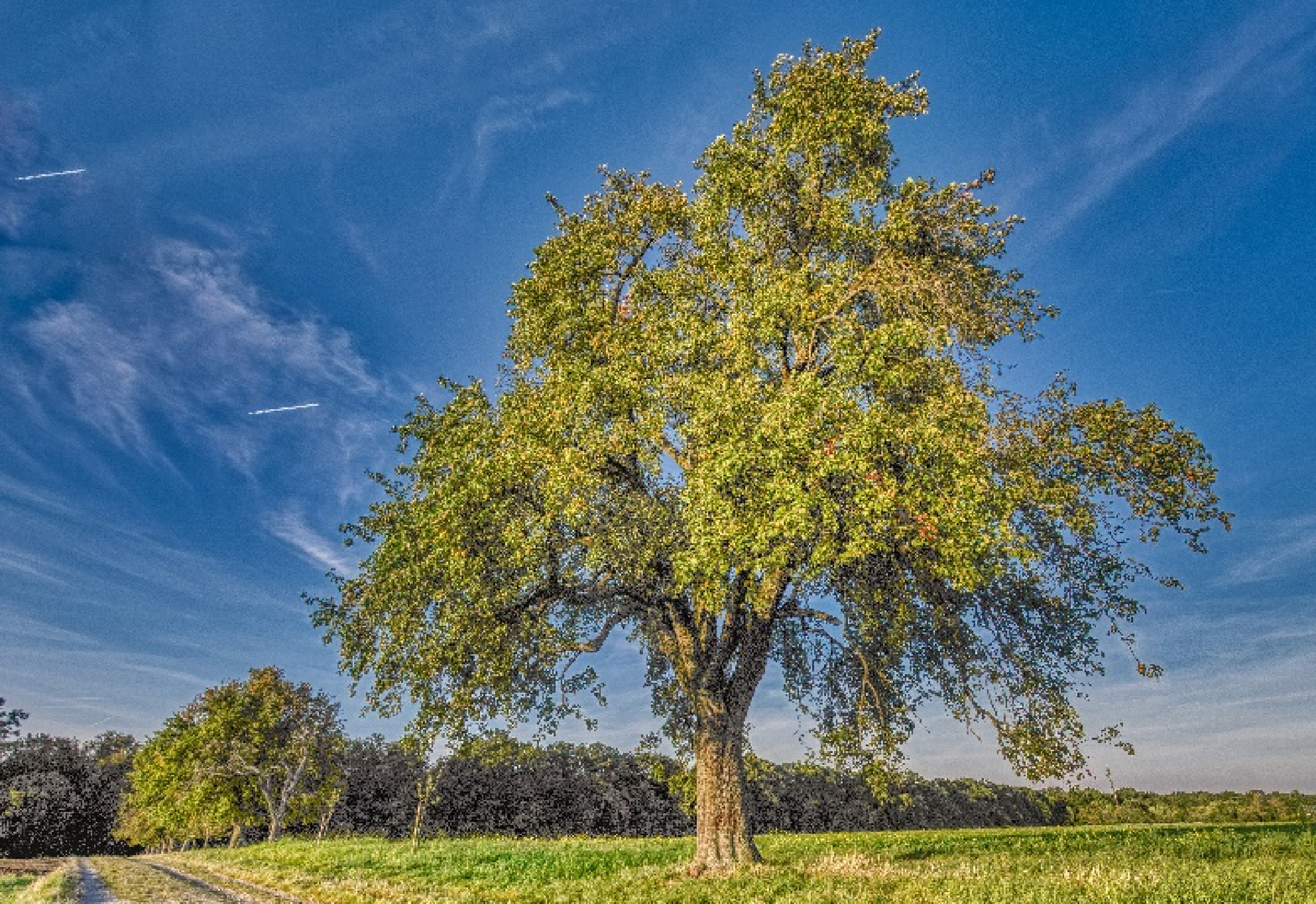 Großer Birnbaum auf einer Streuobstwiese unter blauem Himmel