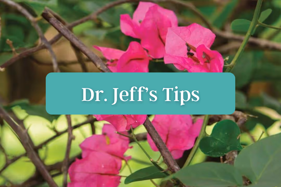 Dr. McNairy offering emotional tools and advice for empaths