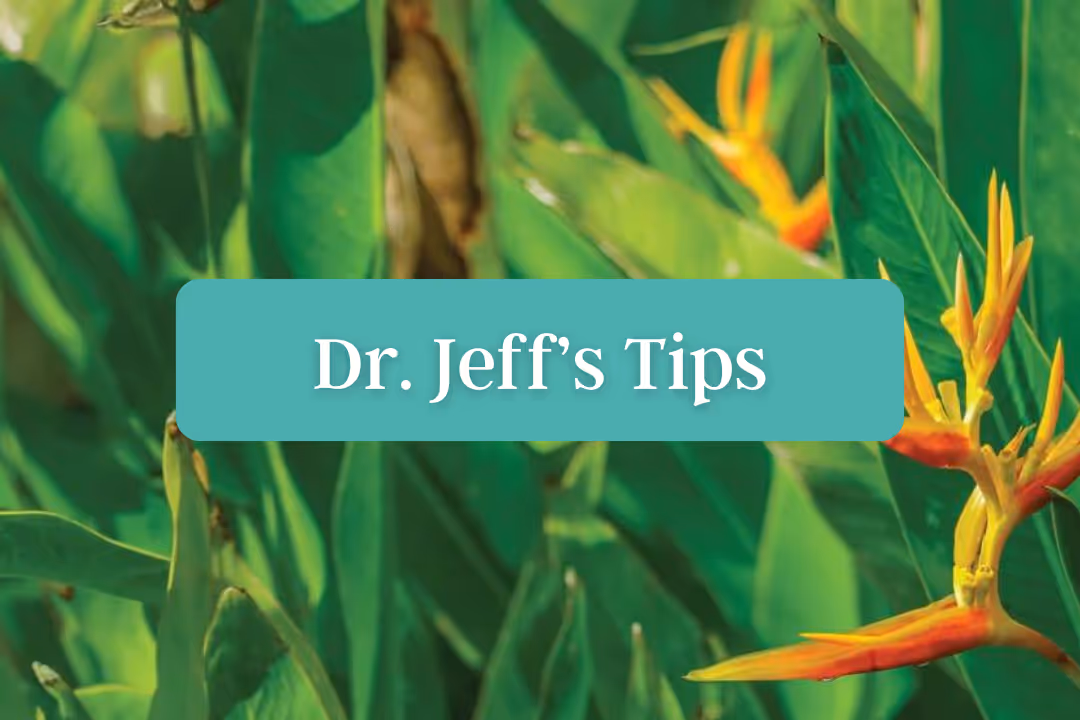 Dr. Jeff McNairy discussing first ayahuasca experience