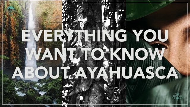 Everything You Want to Know About Ayahuasca