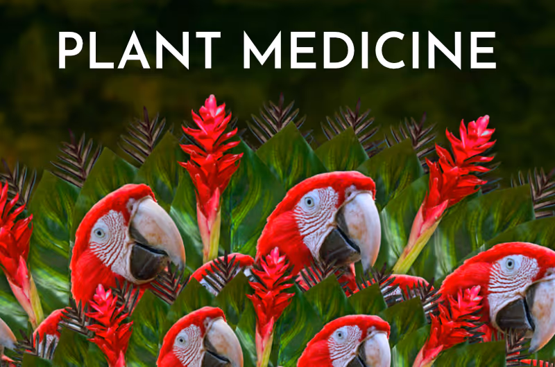Plant Medicine Documentary Series: A journey of healing and the miracle within