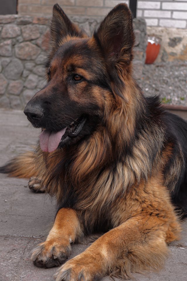 Dog in a calm heel position with a family