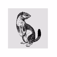 Ermine