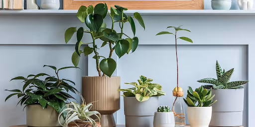 Plants