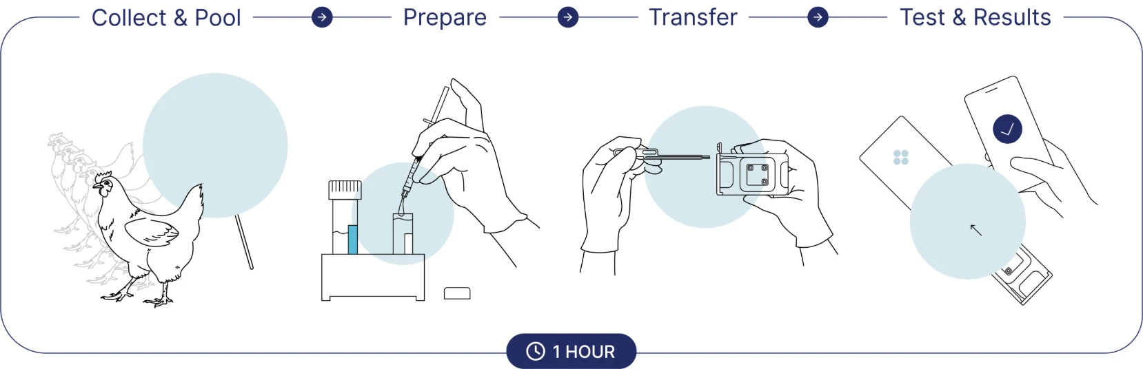 Alveo Sense workflow in four steps, from sample collection to results in about one hour