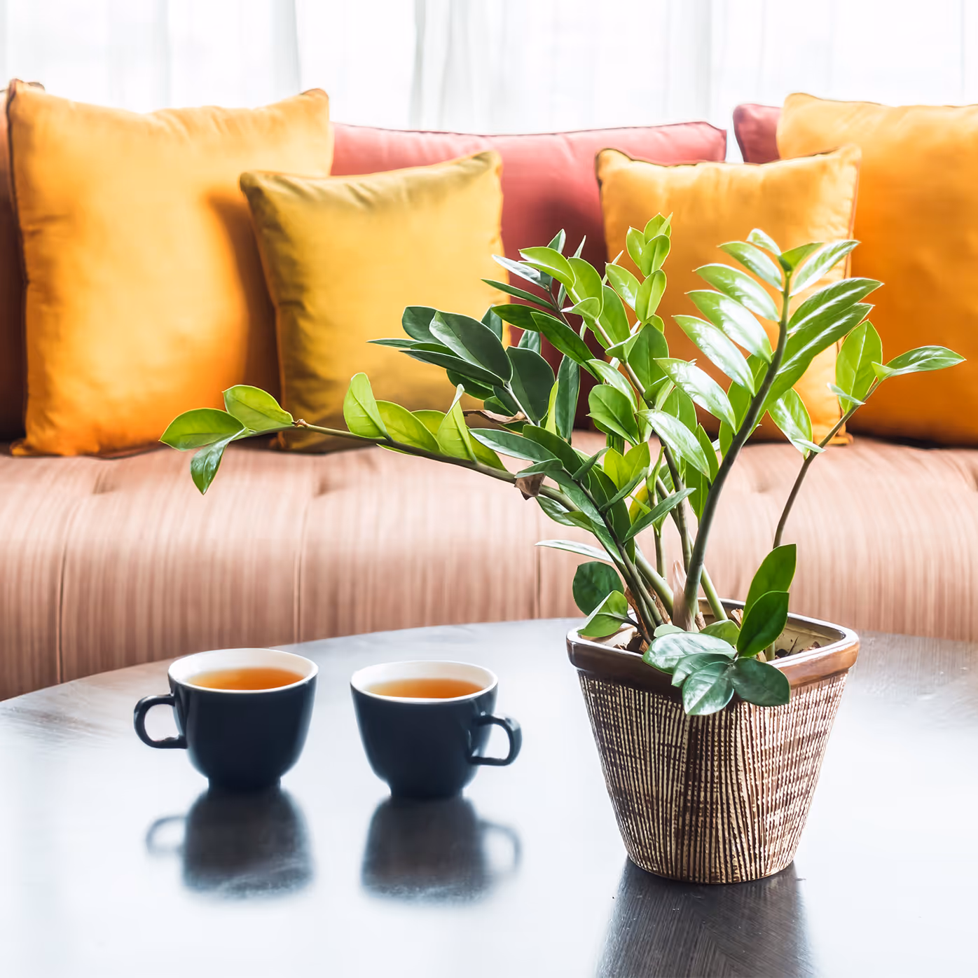 Pot plant on a coffee table with 2 coffee cups in front of a brown lounge