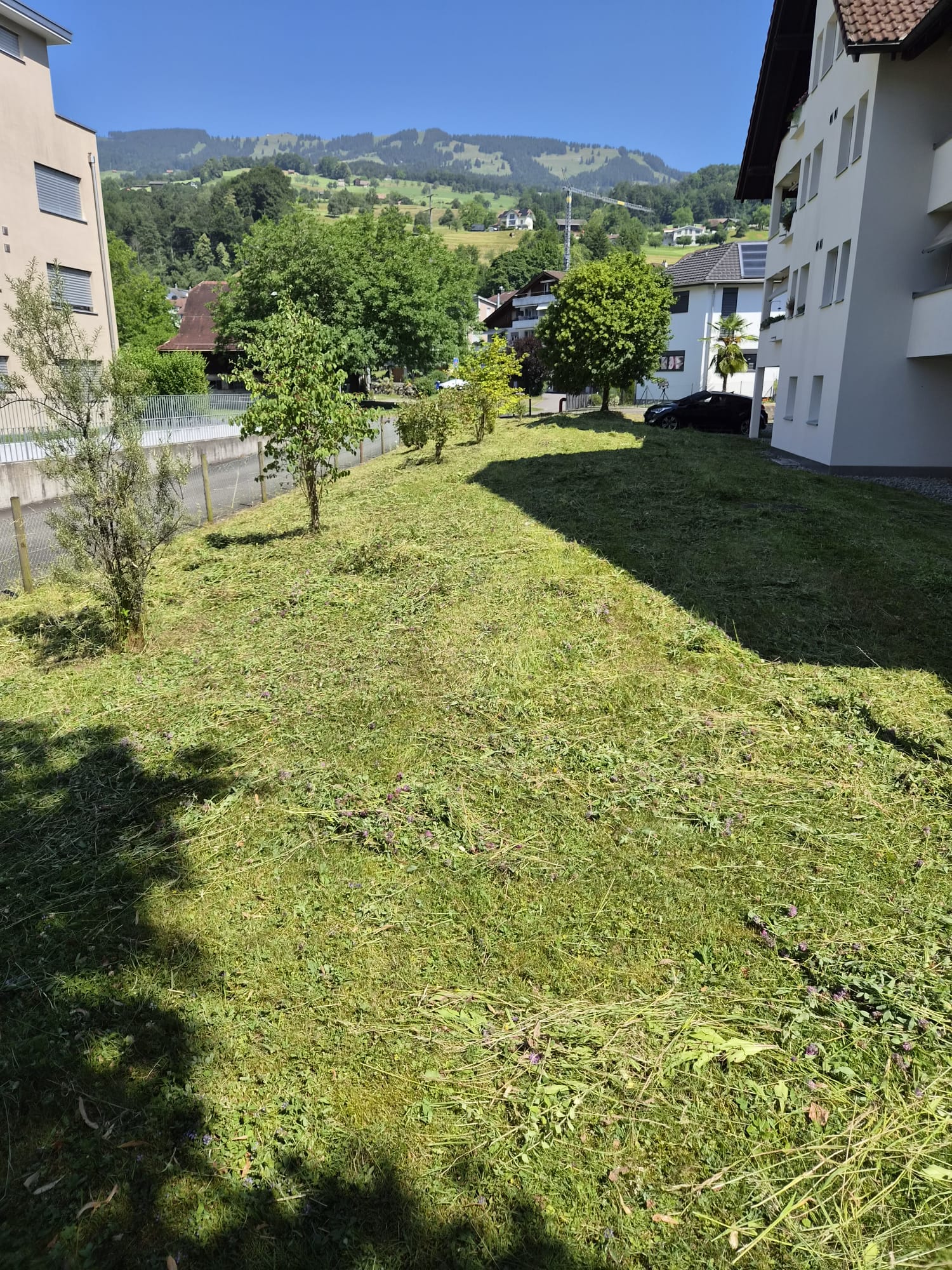 Profitipp für Blumenwiesen