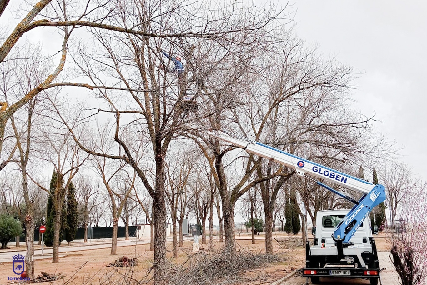 Trabajos de poda en arbolado de la Ciudad Deportiva