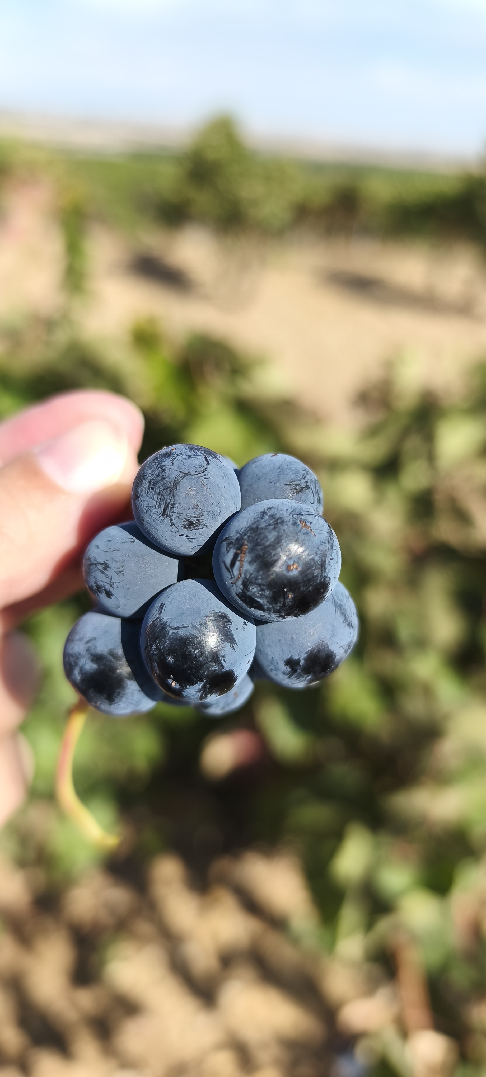 La última vendimia: el arte de la rebusca de la uva