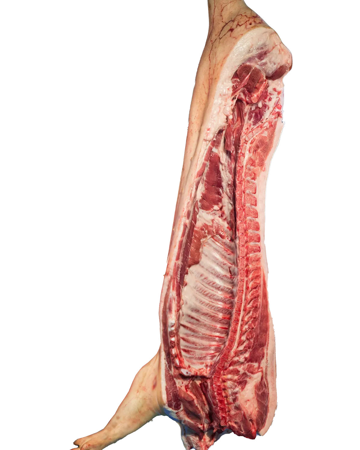 Bravčové polovičky bez hlavy