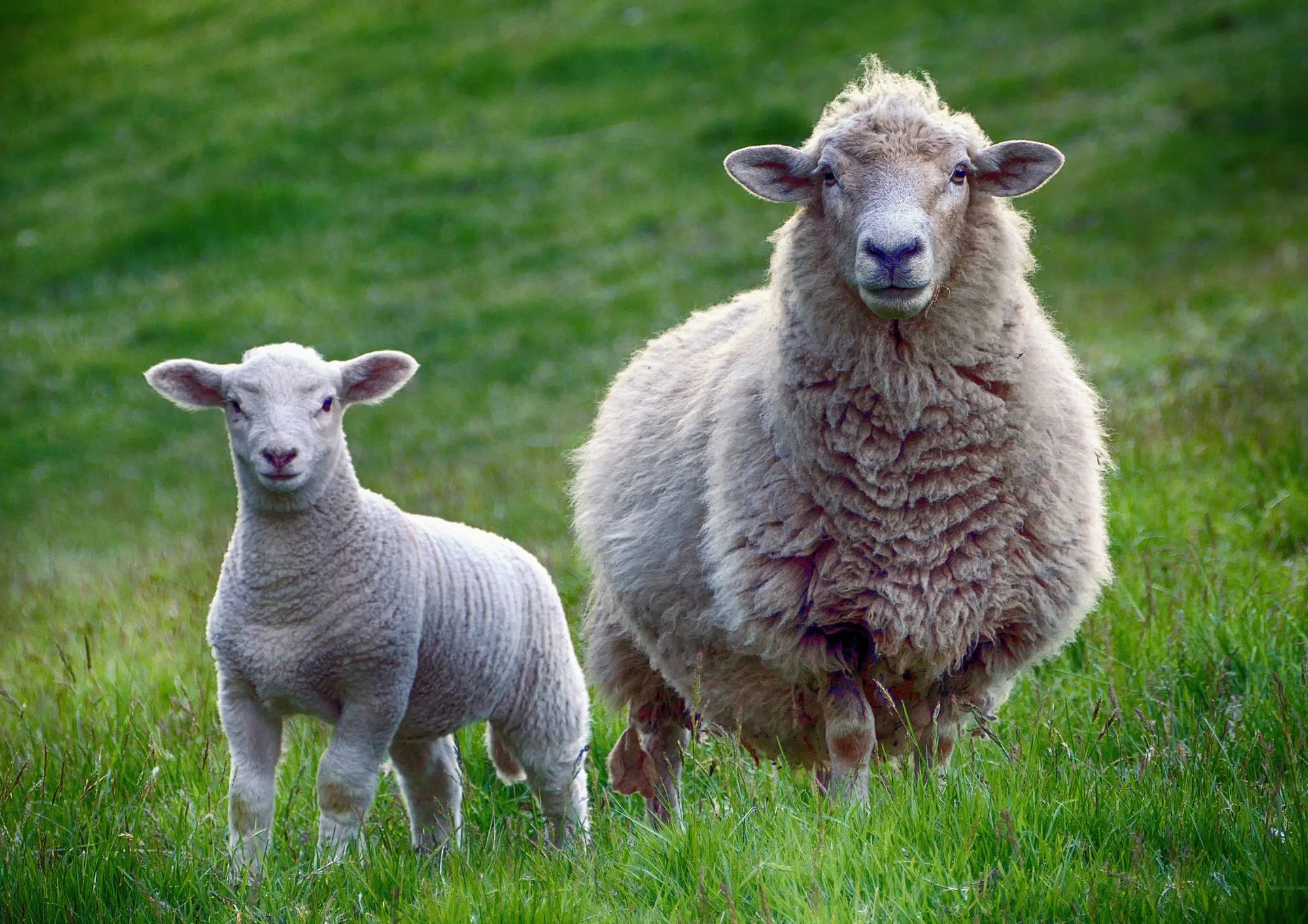 Čo je jahňacie mäso a aké má benefity?