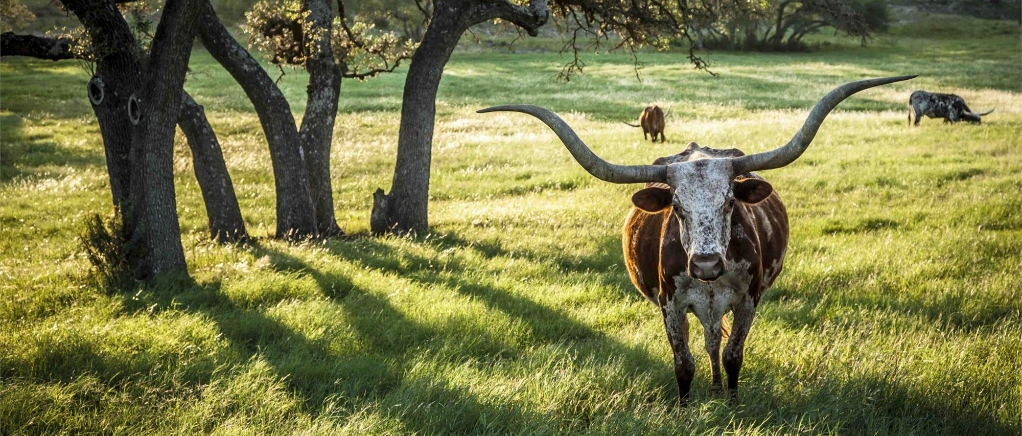Homes and streets in Dripping Springs TX