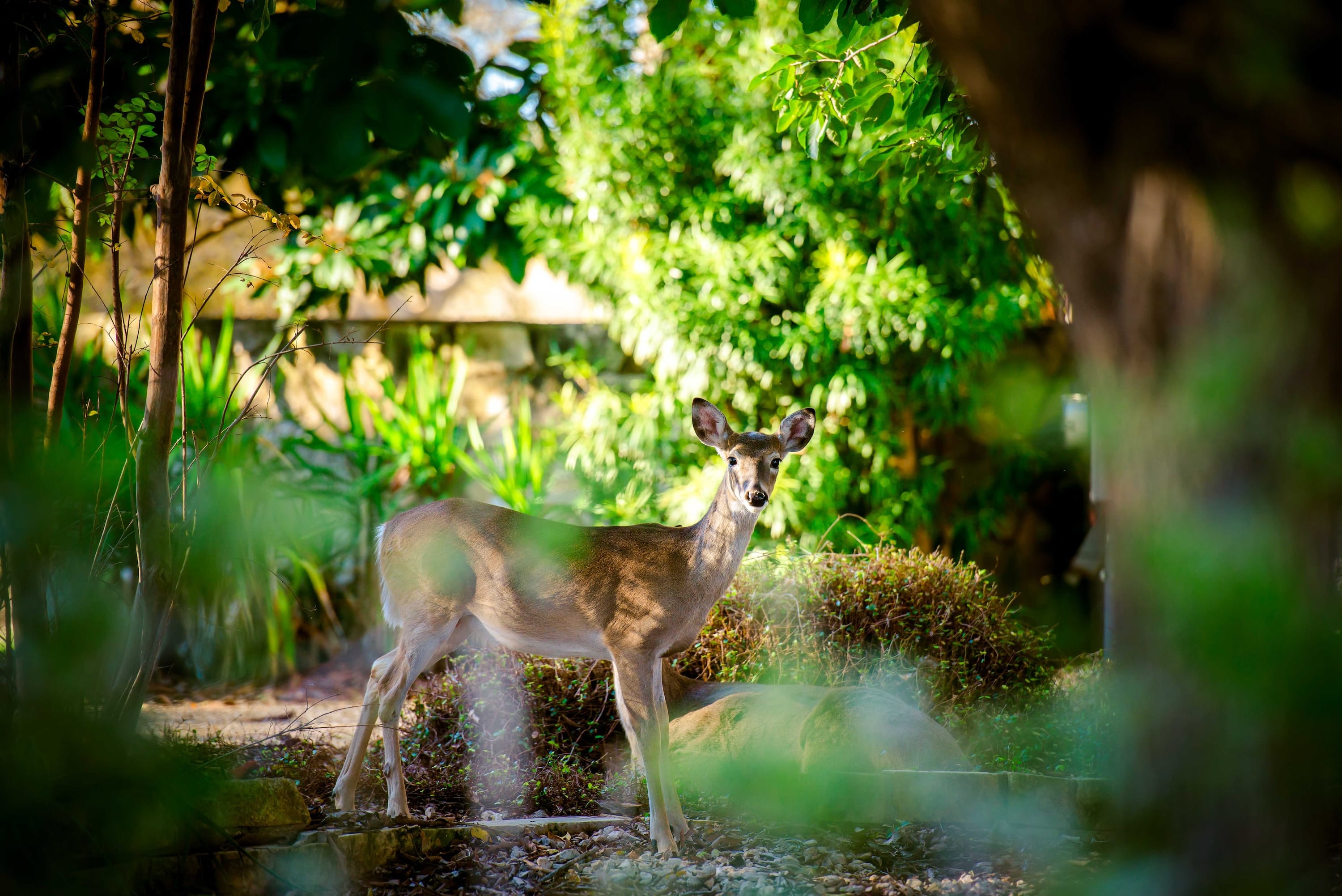 Onion Creek Texas real estate community