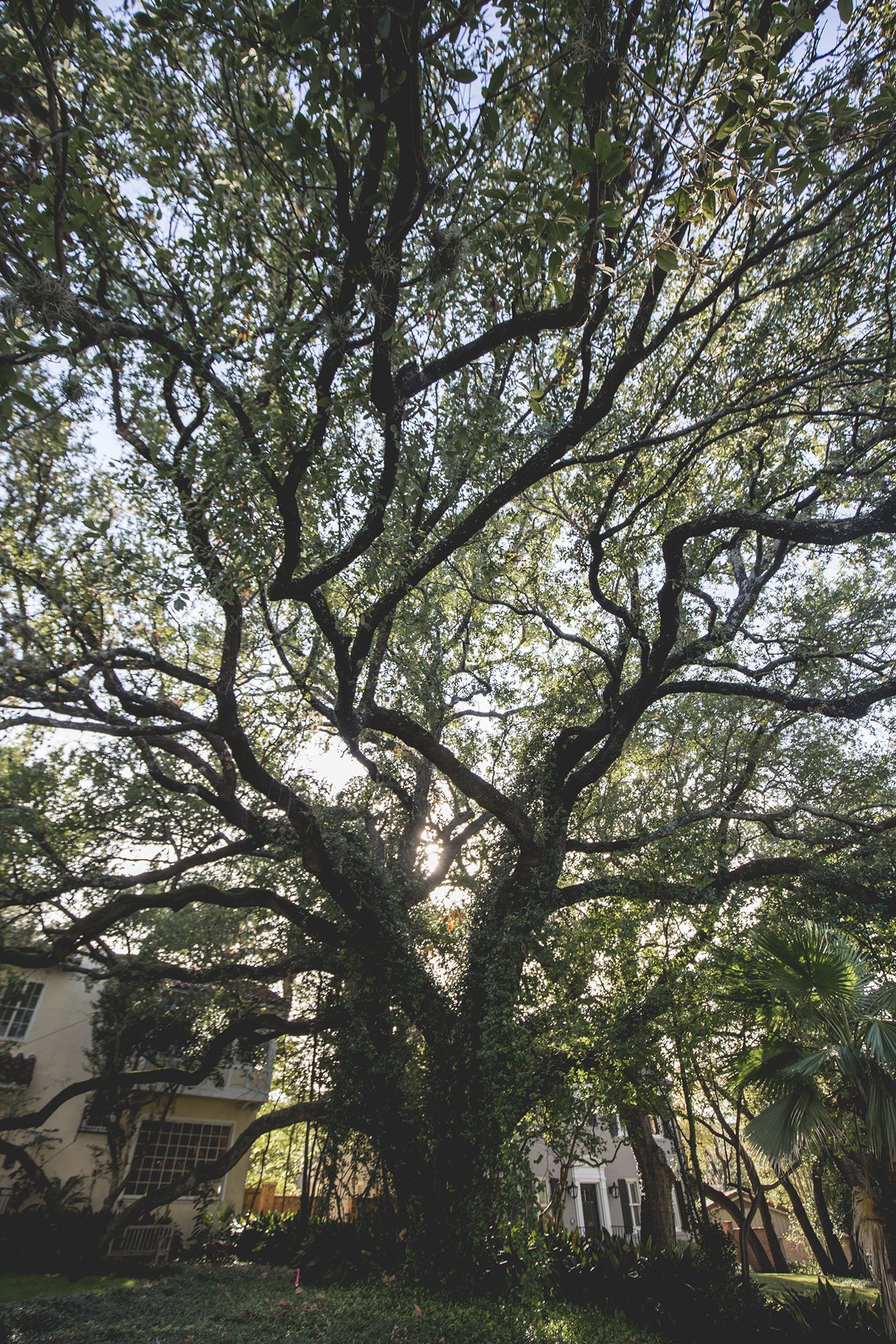 Live oak canopy in Old West Austin
