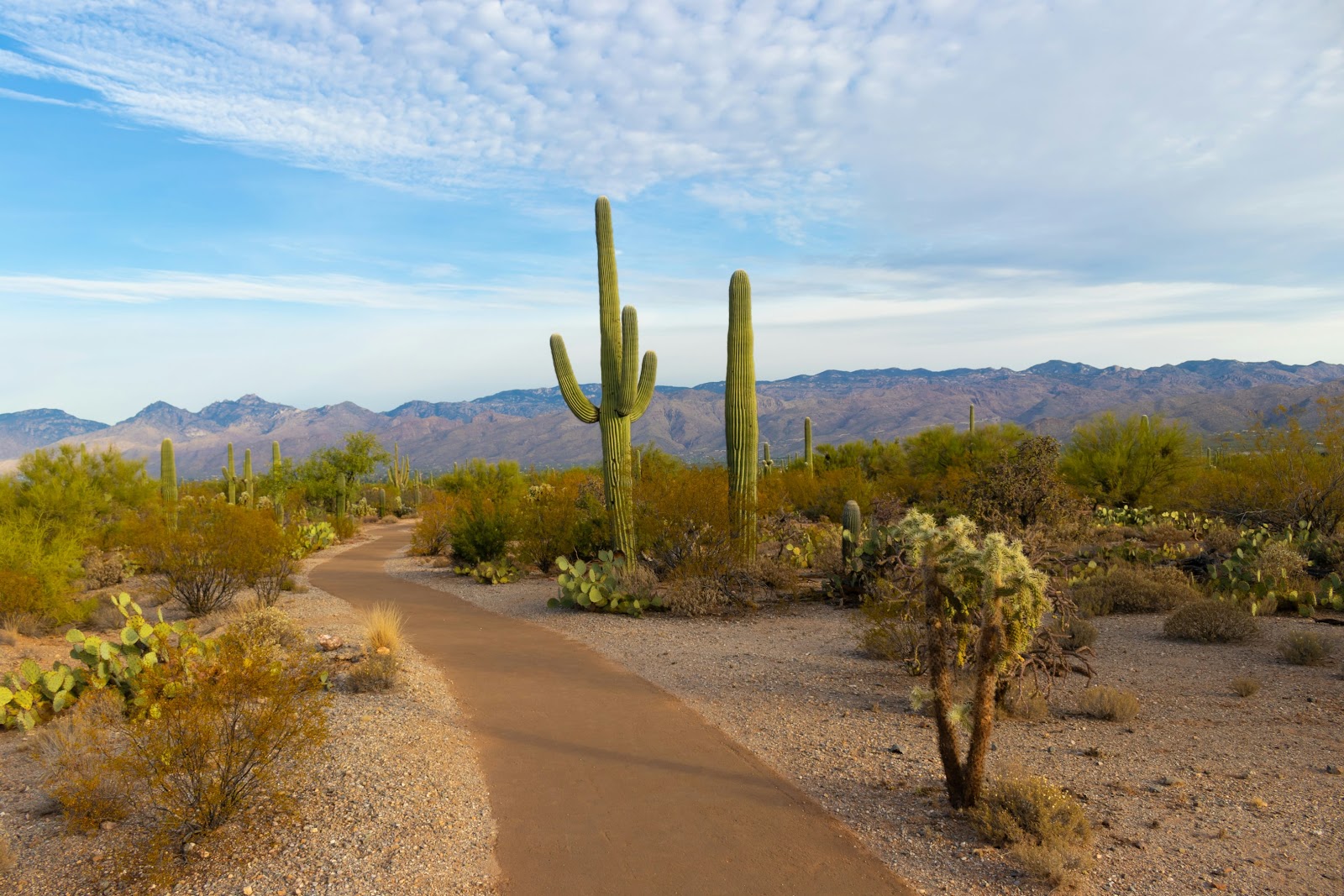 Saguaro National Park