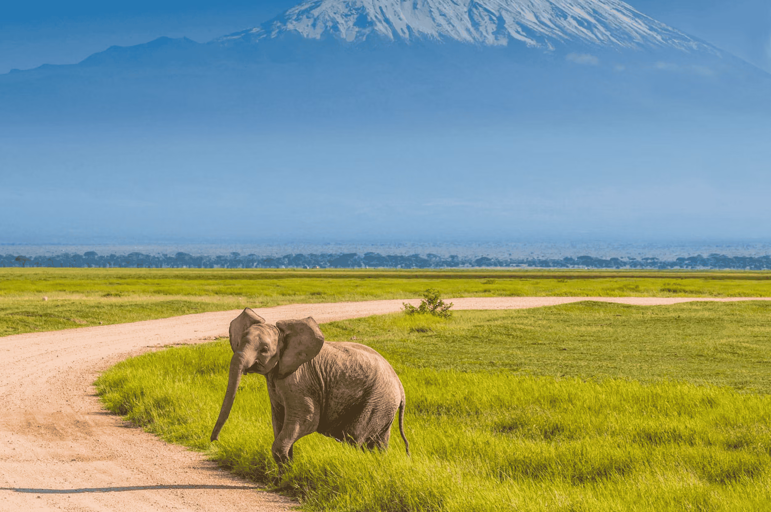 A young elephant crosses a path in front of Mount Kilimanjaro. 