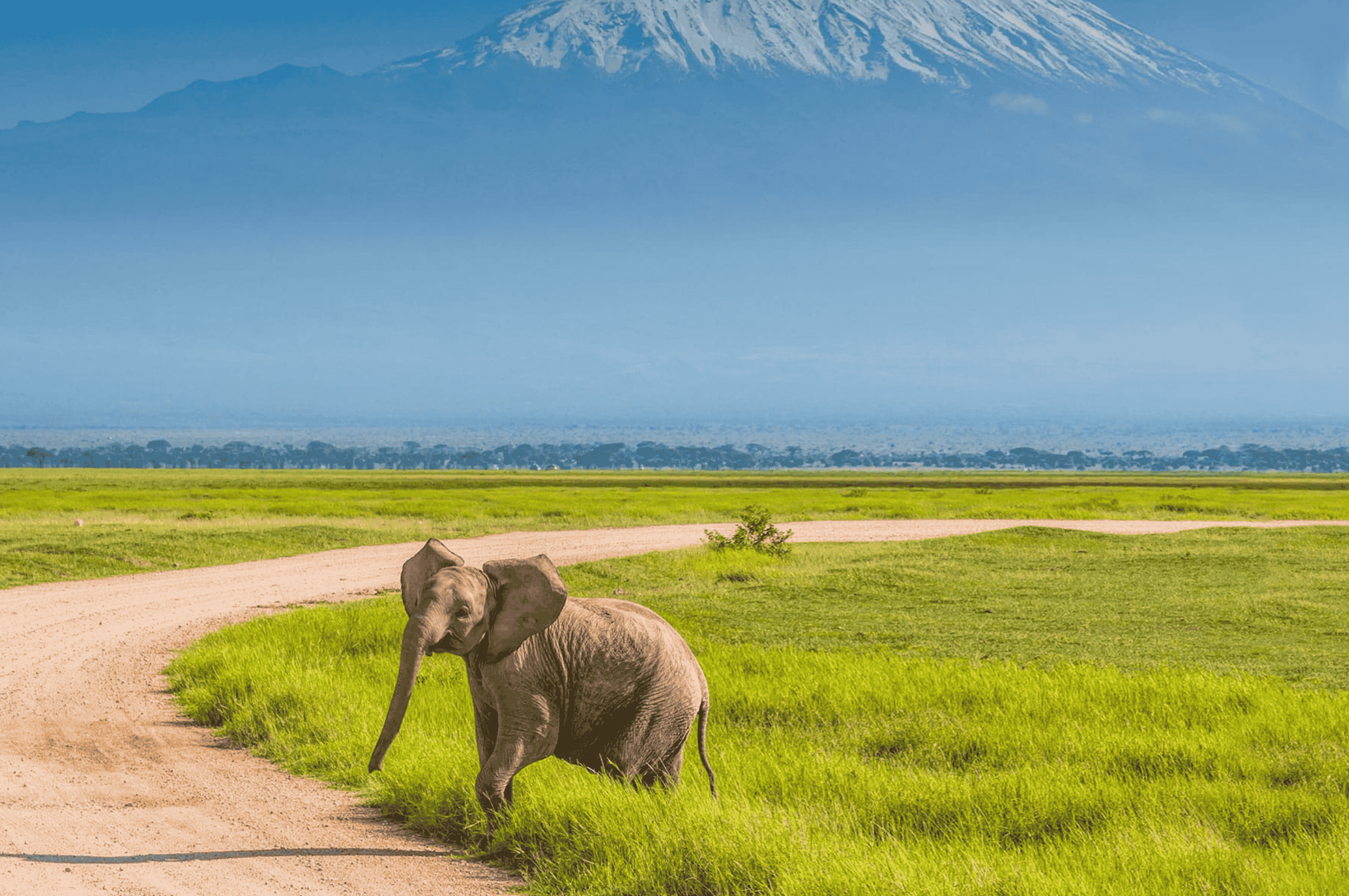 A young elephant crosses a path in front of Mount Kilimanjaro. 