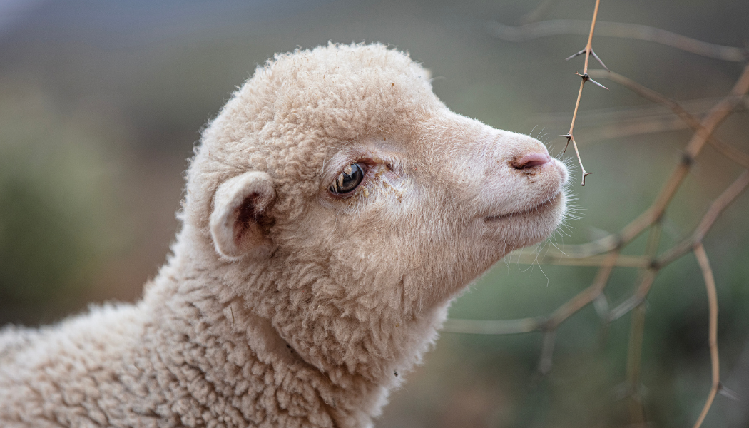photo de mouton mérinos