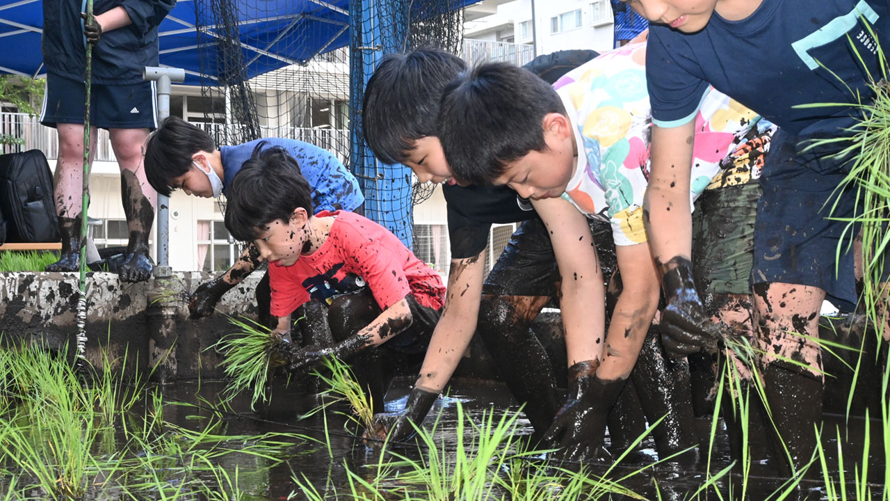 初めての泥にニコニコ 都会ど真ん中の小学校でコメ作り