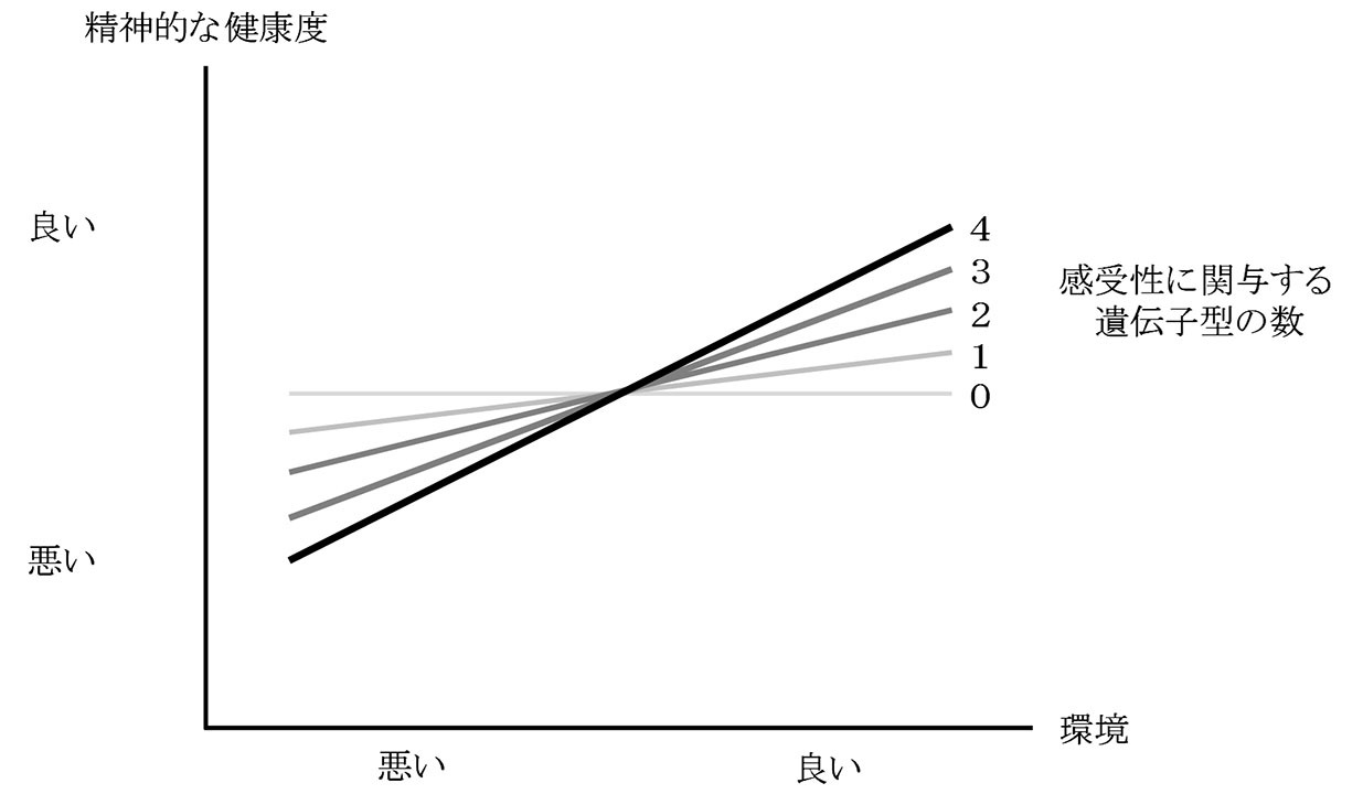 遺伝子型と感受性の関係出典：飯村周平 (2022).『HSPの心理学：科学的根拠から理解する「繊細さ」と「生きづらさ」』（金子書房）を一部修正