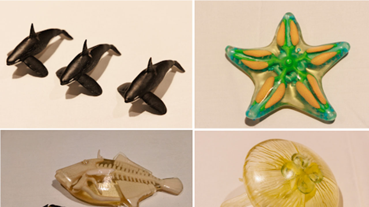 3Dでの再現を通じて探究 中学生が海洋生物の神秘に迫る