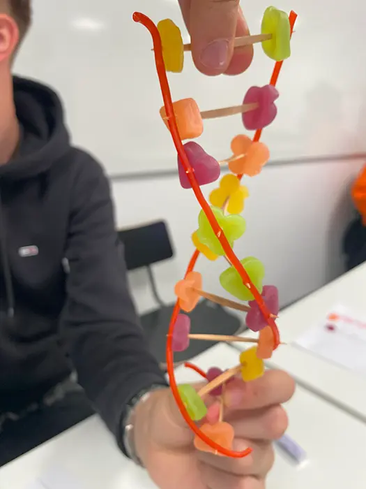 グミでDNAの2重らせん構造のモデルを作る