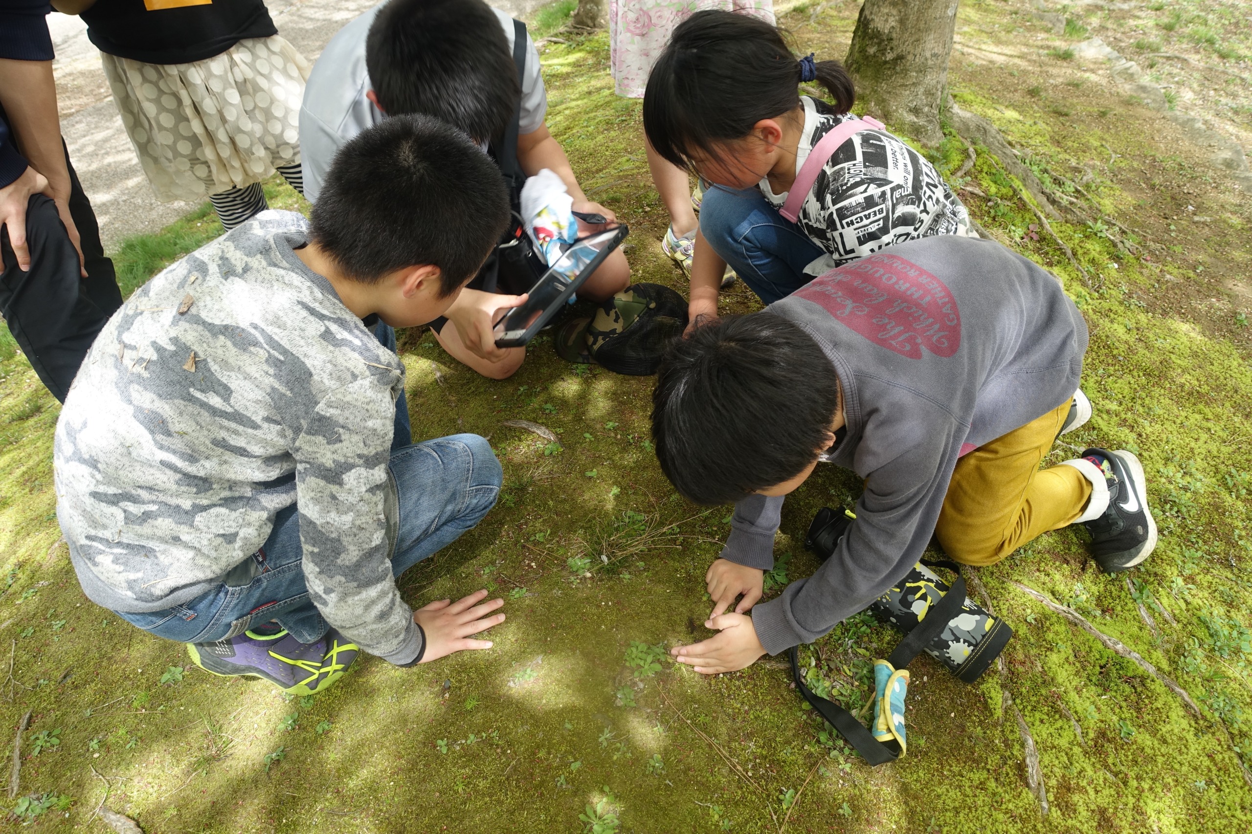 端末で植物を撮影する子供たち