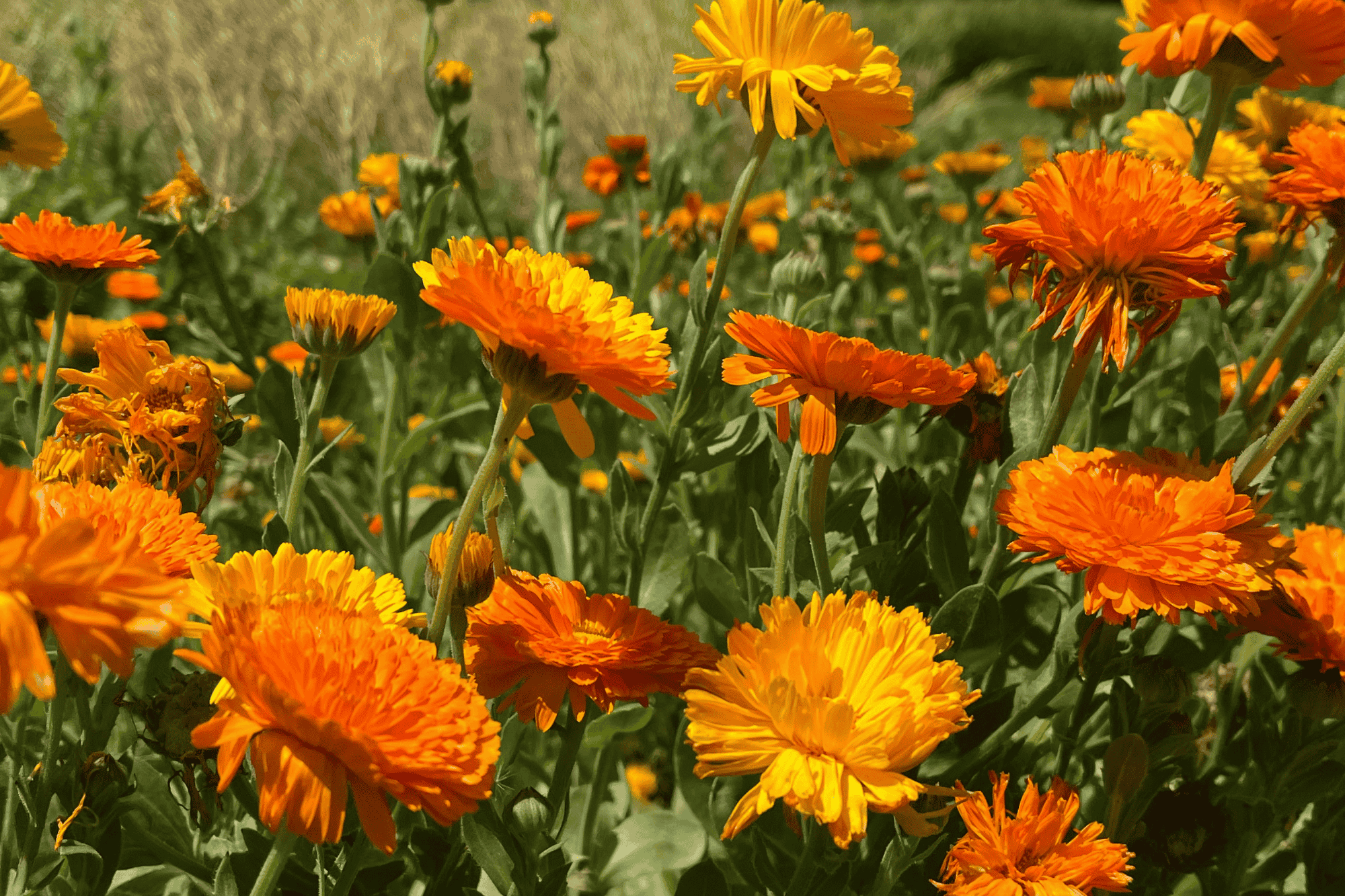 calendula cheval cicatrisation fourchette