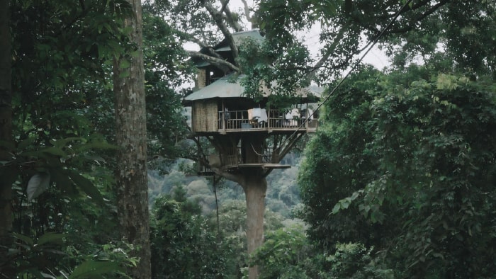 The Gibbon Experience